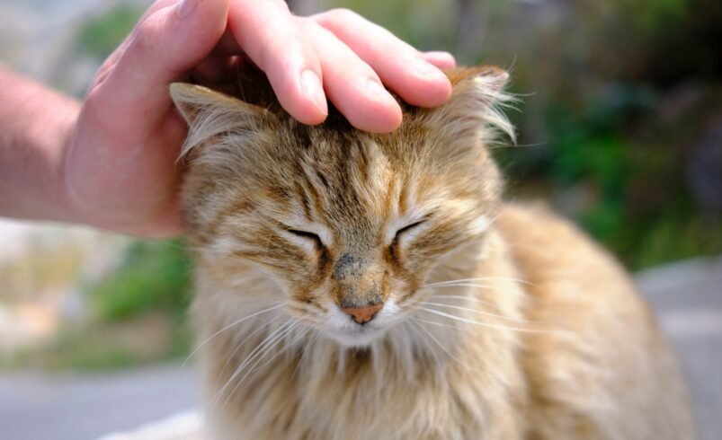Do Cats Get Headaches? Signs, Causes, and How to Cure a Cat’s Head Pain