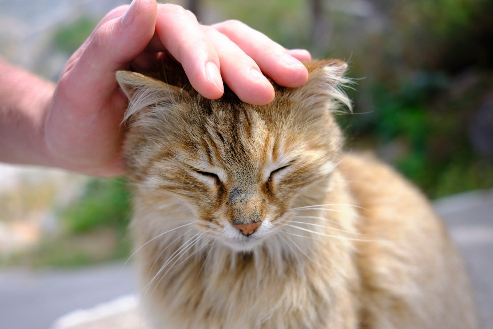 Do Cats Get Headaches? Signs, Causes, and How to Cure a Cat’s Head Pain