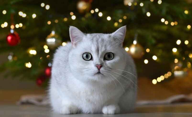 30+ Cute Merry Christmas Wishes to Spread Joy and Love This Holiday Season